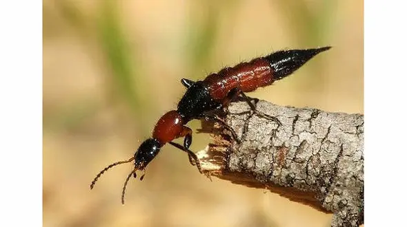 نیش دراکولا ، مازنی ها و گیلانی ها را تهدید می کند!