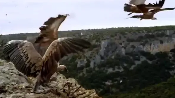 فیلم تکنیک شگفت انگیز پرواز کرکس بدون بال زدن