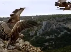 فیلم تکنیک شگفت انگیز پرواز کرکس بدون بال زدن