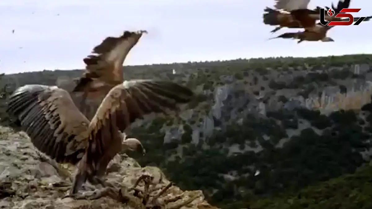 فیلم تکنیک شگفت انگیز پرواز کرکس بدون بال زدن