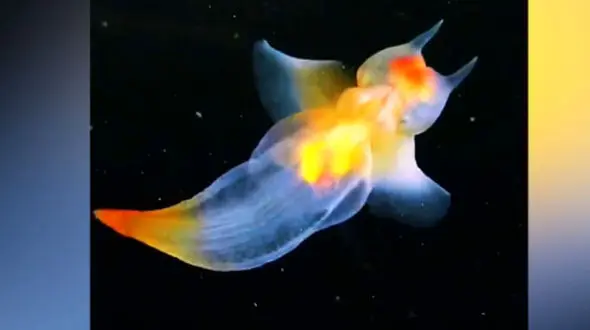 این فرشته دریایی شما را میخکوب می کند + فیلم