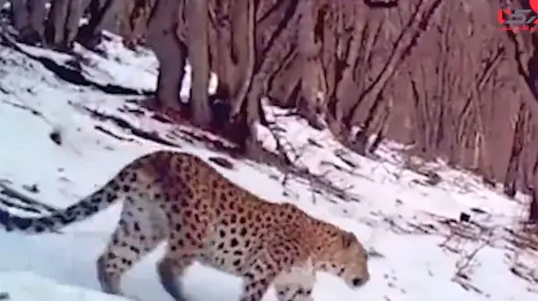 فیلم  بازیگوشی 2 توله پلنگ  کنار مادرشان در مازندران