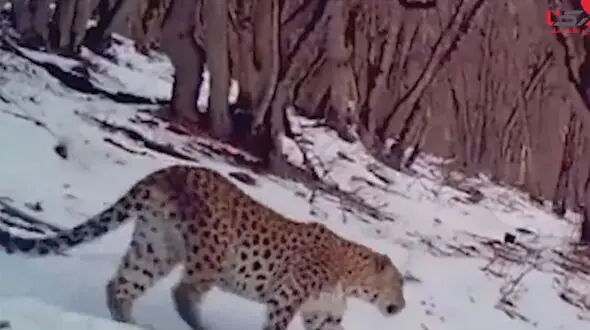 فیلم  بازیگوشی 2 توله پلنگ  کنار مادرشان در مازندران