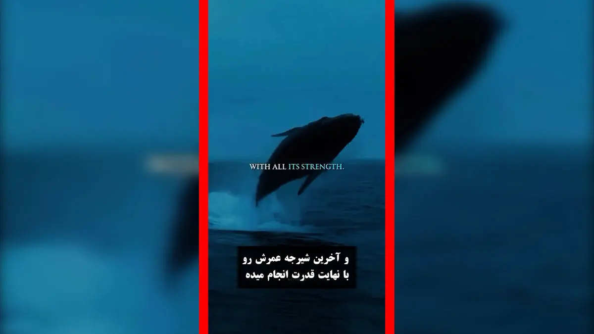 فیلم آخرین وداع نهنگ آبی با اقیانوس