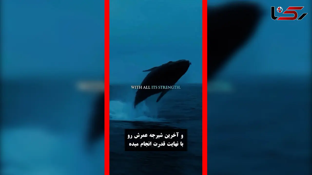 فیلم آخرین وداع نهنگ آبی با اقیانوس