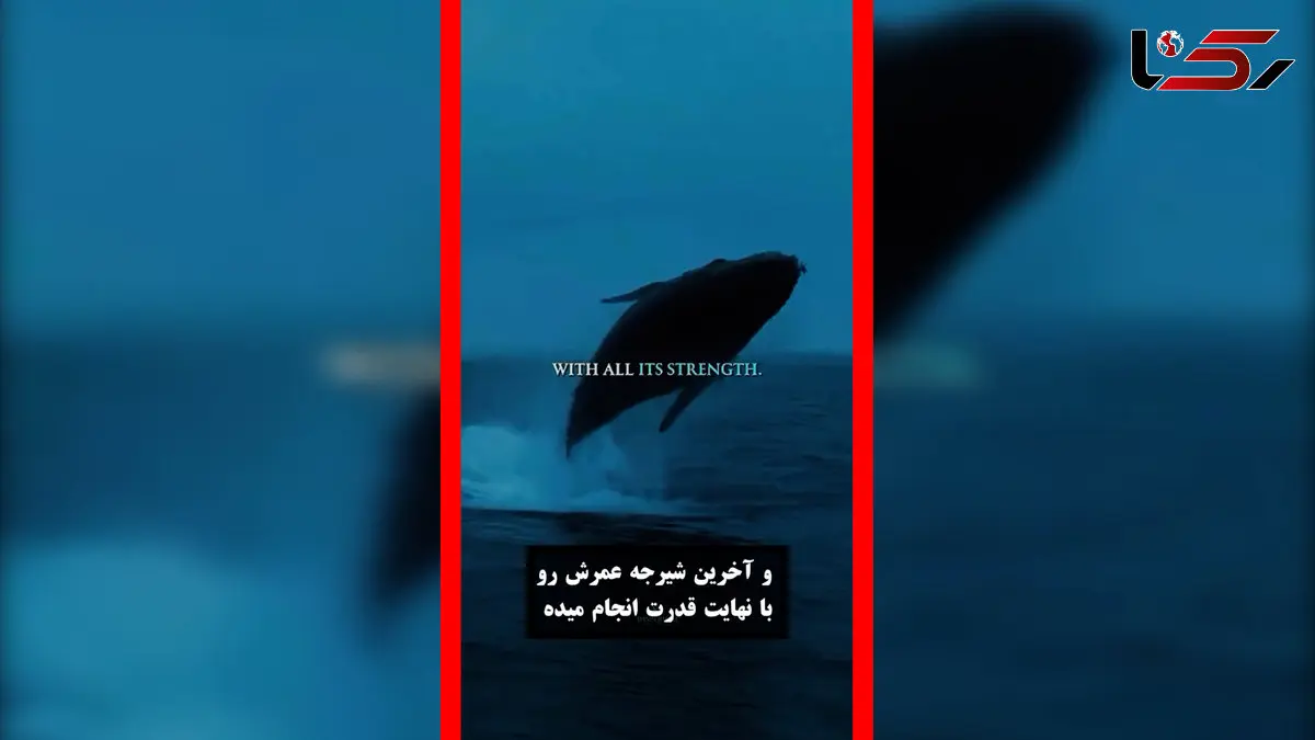 فیلم آخرین وداع نهنگ آبی با اقیانوس