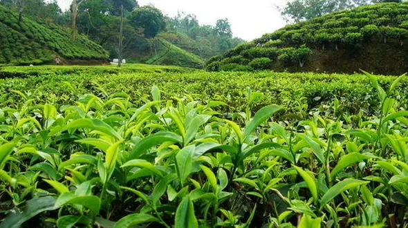 زمان پرداخت مطالبات چایکاران