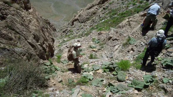 مرگ شهروند مریوانی به هنگام برداشت ریواس در ارتفاعات گنمان بوکان