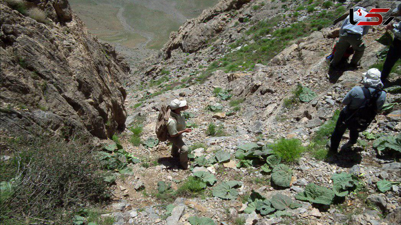 مرگ شهروند مریوانی به هنگام برداشت ریواس در ارتفاعات گنمان بوکان