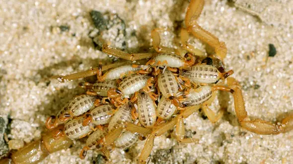 اولین علائم عقرب زدگی  و مار گزیدگی