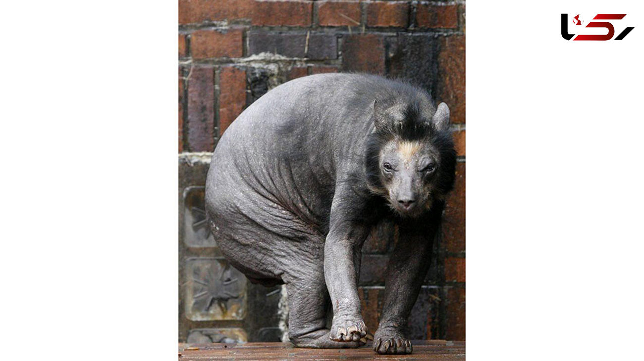 Подстриженный медведь фото