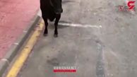 صحنه حمله گاو وحشی به یک مرد در خیابان+فیلم