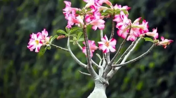 چگونه گل آدنیوم را به سادگی تکثیر و نگهداری کنیم؟