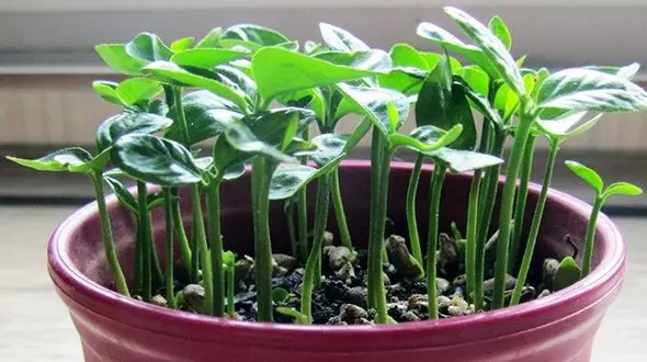 کاشت سبزه هسته خرما در خانه