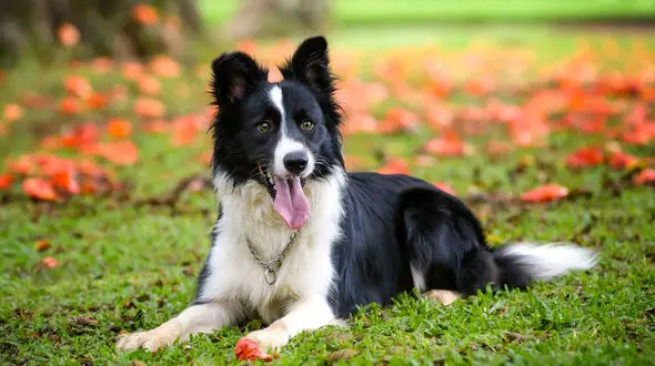 سگ‌های کار سرمایه‌ای زنده برای حفاظت و هدایت دام + فیلم