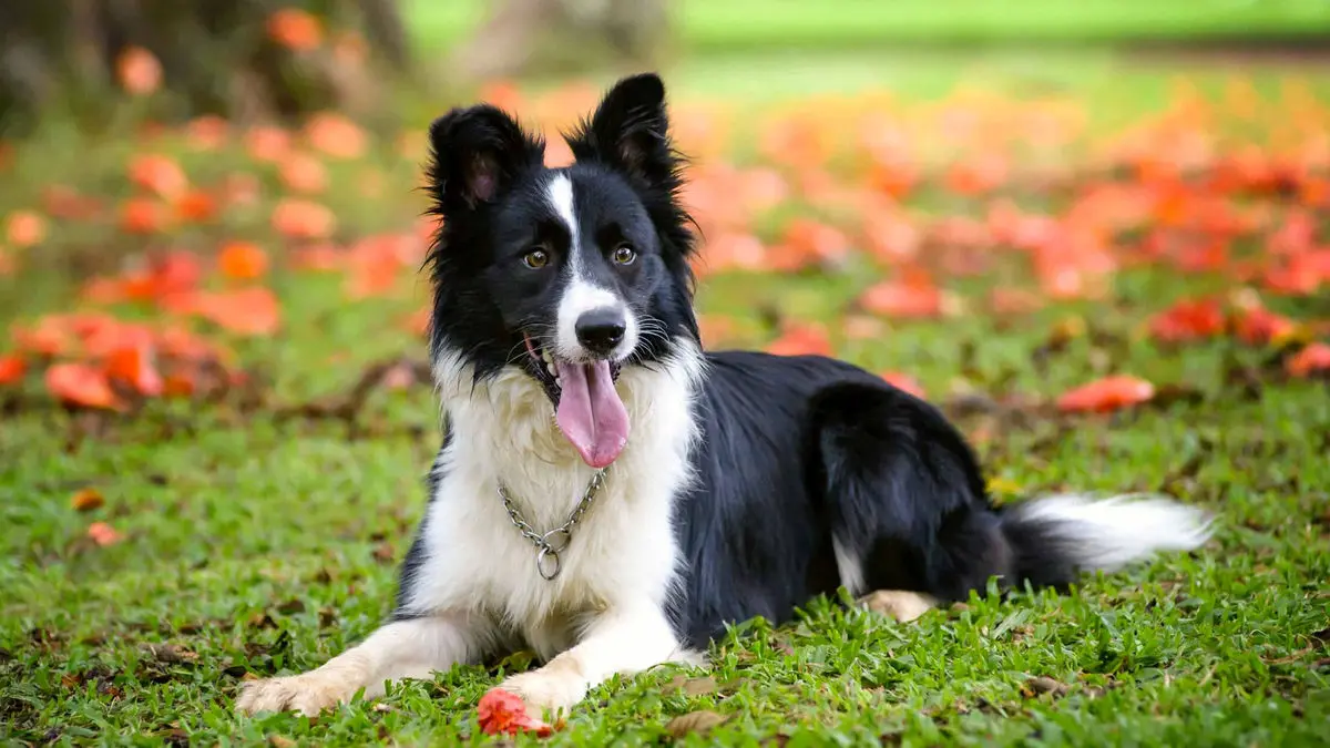 سگ‌های کار سرمایه‌ای زنده برای حفاظت و هدایت دام