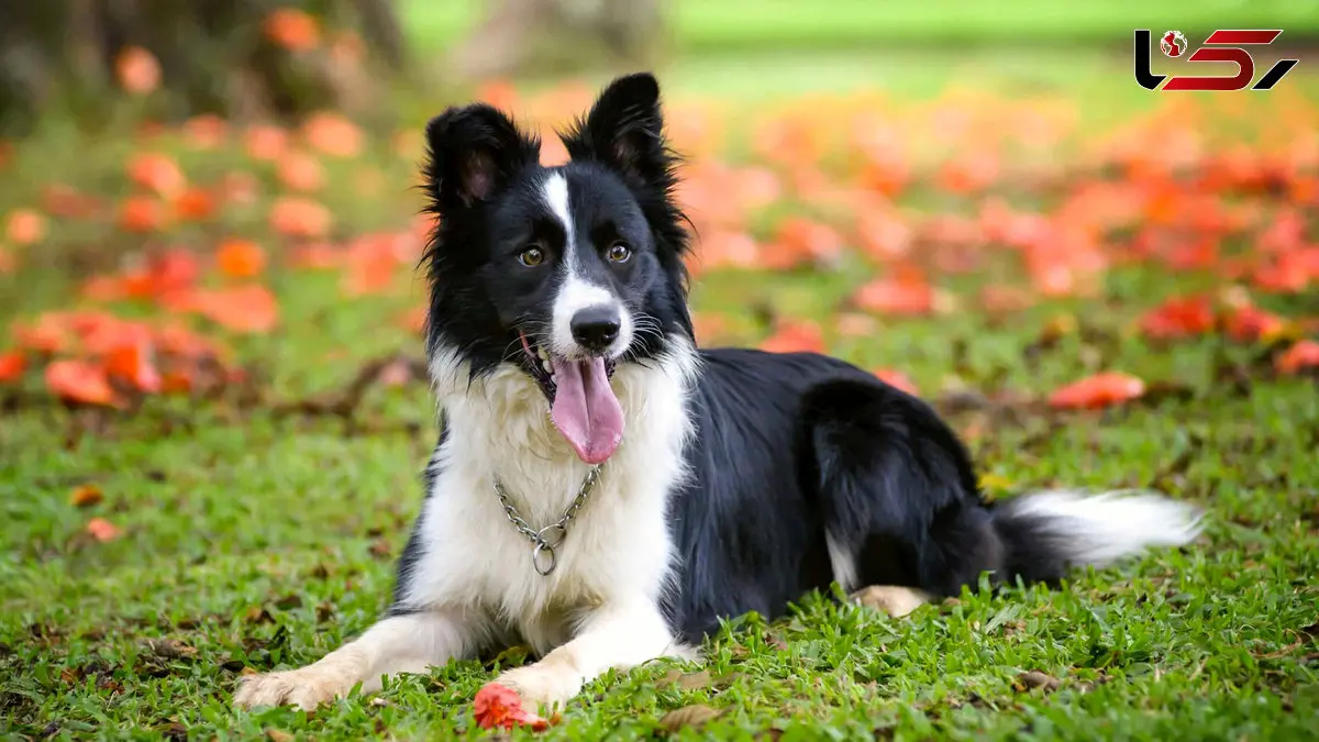 سگ‌های کار سرمایه‌ای زنده برای حفاظت و هدایت دام + فیلم