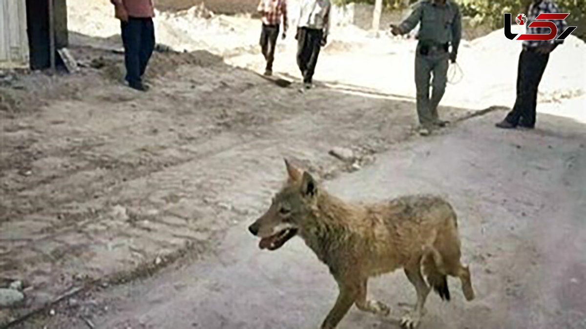 امکان نزدیک شدن حیوانات وحشی به مناطق مسکونی در این استان بالا رفت ! / در صورت مشاهده با 1540 تماس بگیرید