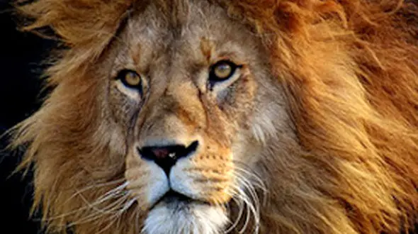 ببینید از زیبایی های طبیعت