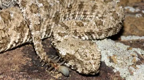 کشف یک افعی با دم عنکبوتی+ فیلم