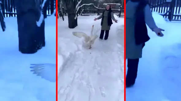 فیلم واکنش دیدنی غاز هنگام دیدن صاحبش در هوای برفی