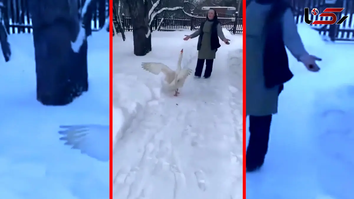 فیلم واکنش دیدنی غاز هنگام دیدن صاحبش در هوای برفی