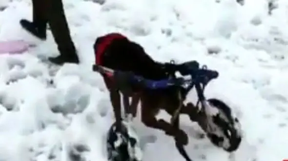 سگی که در ایران ویلچری شد +فیلم و عکس