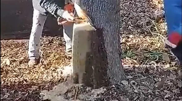 ببینید / اتفاق باورنکردنی خروج صد لیتر آب از داخل یک درخت! / شوکه می شوید