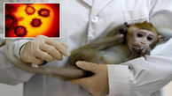 ۱۴ قطب آزمایشگاهی آبله میمونی در کشور / جزییات تایید اولین مورد بیماری در انستیتو پاستور
