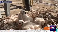 ببینید/ اتفاق نادر در ایران / پرنده شکاری کارمندان دکل مخابراتی را حیرت زده کرد + فیلم