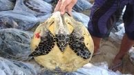 شکارچیان لاک پشت های نادر دستگیر شدند+ عکس