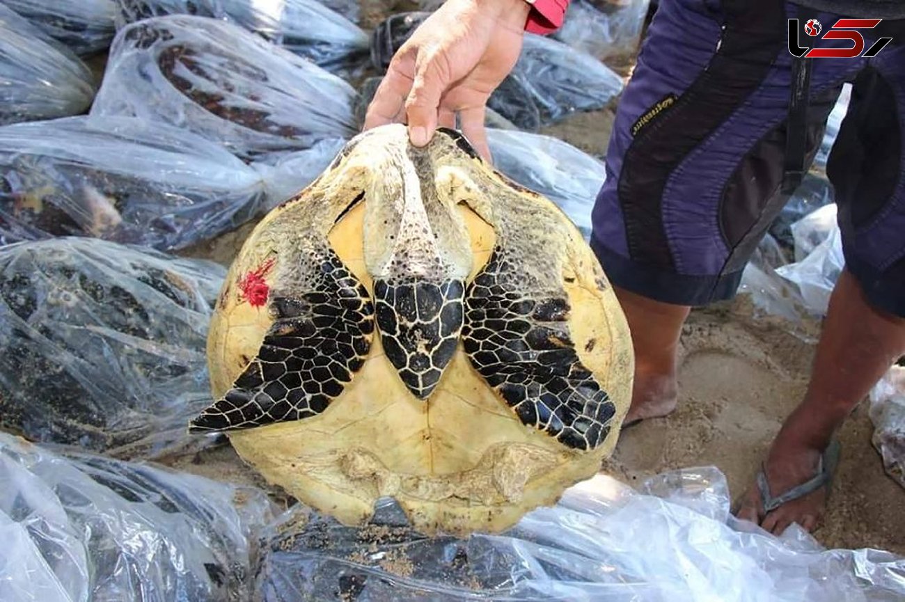 شکارچیان لاک پشت های نادر دستگیر شدند+ عکس