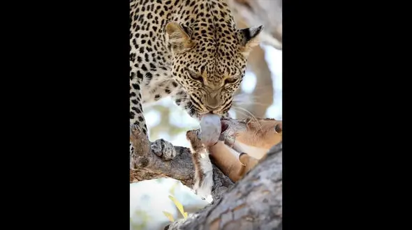 غذای متفاوت پلنگ: روده شکار در منوی طبیعت! / فیلم