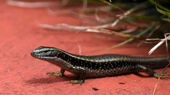 راز مقاومت مارمولک‌های سقنقور در برابر زهر 25 بار کشف شد