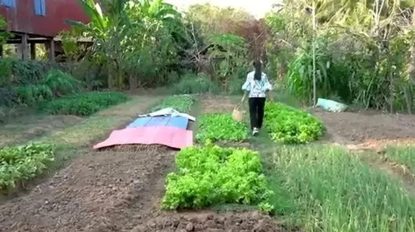 طرز تهیه 4 مدل غذای محلی با ماهی آب شیرین در روستاهای کامبوج / فیلم