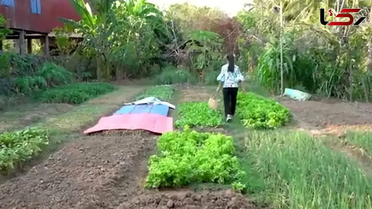 طرز تهیه 4 مدل غذای محلی با ماهی آب شیرین در روستاهای کامبوج / فیلم