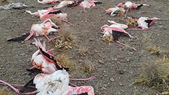 رعد و برق 30 فلامینگو را در شیراز خشک کرد+ عکس
