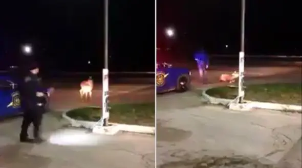 شلیک وحشیانه پلیس به گوزن + فیلم و عکس