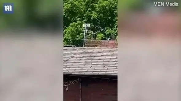 فیلم حمله هولناک زنبورها به یک خانواده در انگلیس