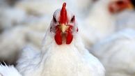 اصلاح نرخ کنجاله سویا و بررسی اثر آن بر روی قیمت مرغ توسط سازمان حمایت