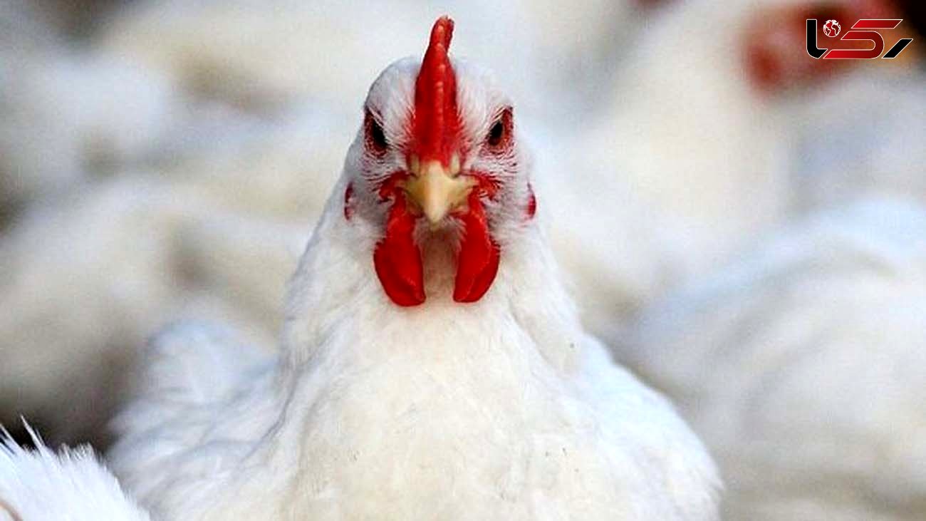 مرغ باز هم گران شد