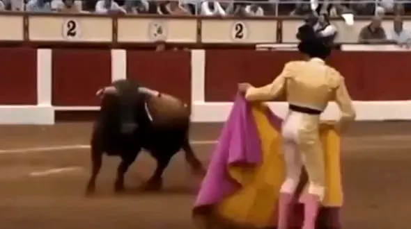 فیلم شکستن گردن گاو در مسابقات گاوبازی