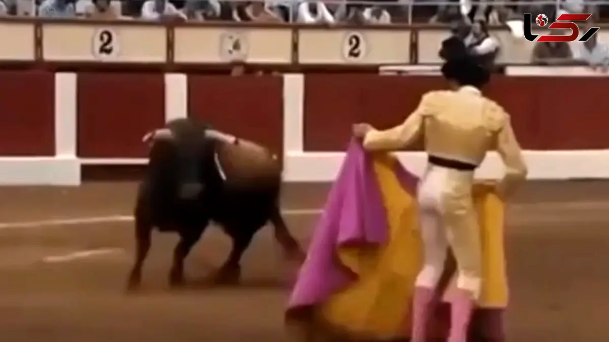 فیلم مرگ گاو در مسابقات گاوبازی