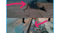 عکسی وحشتناک از حمله مارهای سمی به پلدختر سیل زده! + جزییات