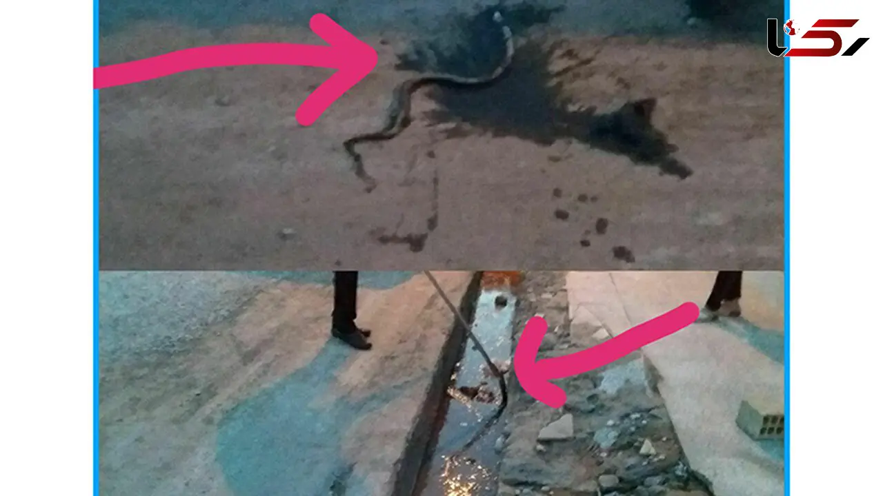 عکسی وحشتناک از حمله مارهای سمی به پلدختر سیل زده! + جزییات