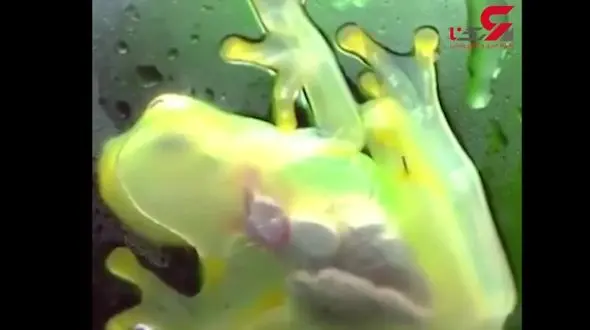 قابل ملاحظه بودن داخل بدن قورباغه شفاف+ فیلم 