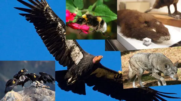 حیوانات رو به انقراض جهان +عکس های دیدنی 