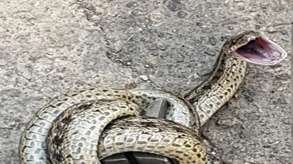 وحشت از مار بزرگ در خانه مرد ساروی