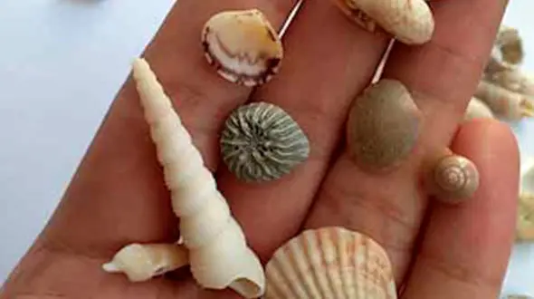 از برداشت صدف تا ریزش فوق‌العاده سنگین تگرگ روستای امین آباد