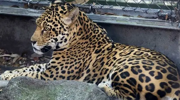 حیوان فراری باغ وحش، قاتل 6 همسایه شد!